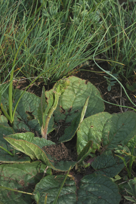 Image of Verbascum phoeniceum specimen.