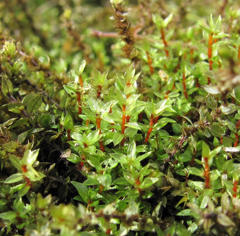 Image of Bryum pseudotriquetrum specimen.