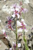 Parrya mollissima