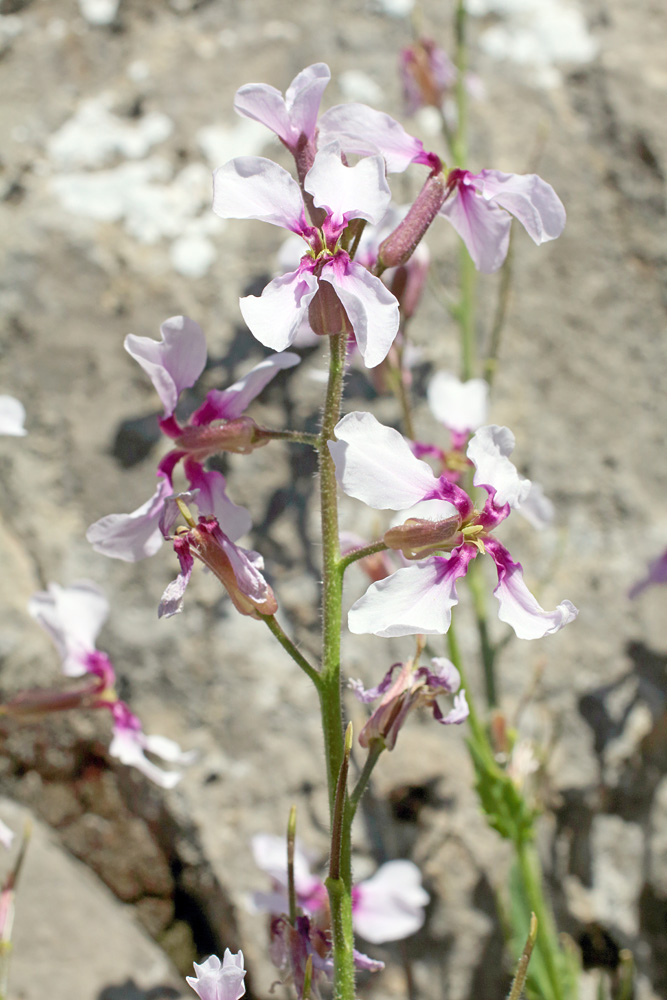 Image of Parrya mollissima specimen.