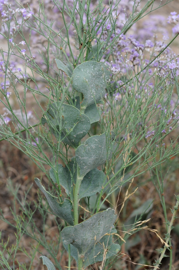 Изображение особи Limonium popovii.