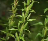 Oenothera rubricaulis. Часть побега с созревающими соплодиями. Московская обл., Раменский р-н, окр. дер. Хрипань, садовый участок. 28.08.2015.