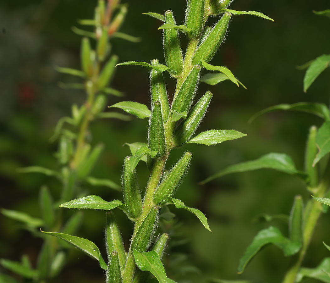 Image of Oenothera rubricaulis specimen.
