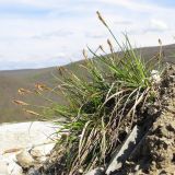 Carex halleriana. Зацветающее растение. Краснодарский край, Абинский р-н, окр. станицы Шапсугская, мергелевый карьер. 13.04.2014.