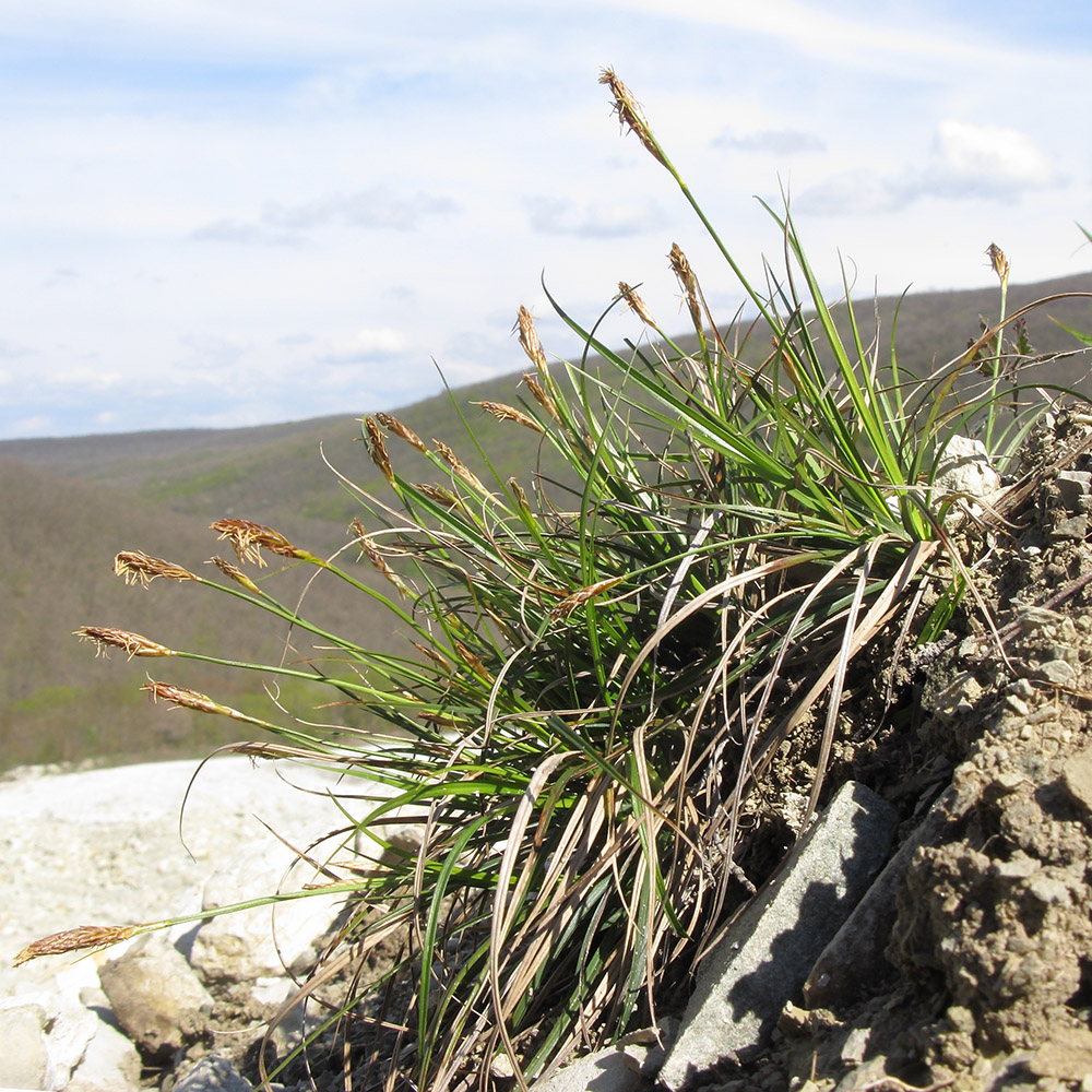 Image of Carex halleriana specimen.