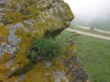 Poa badensis