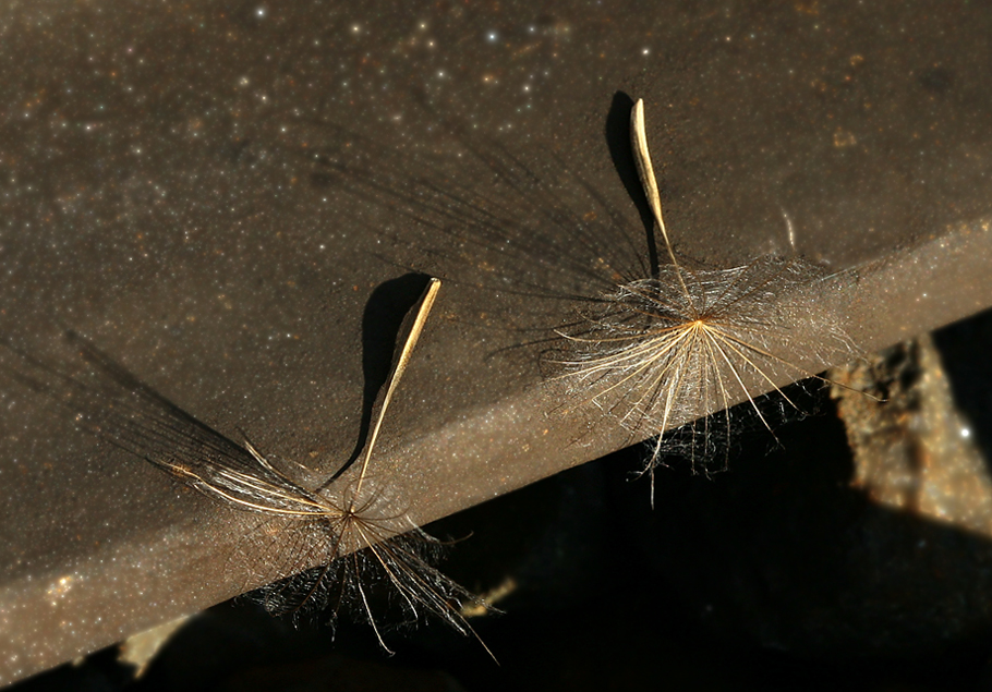 Изображение особи Tragopogon orientalis.