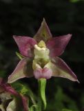 Epipactis distans. Цветок. Крым, окр. Ялты, гора Лапата, сосновый лес. 5 июля 2015 г.