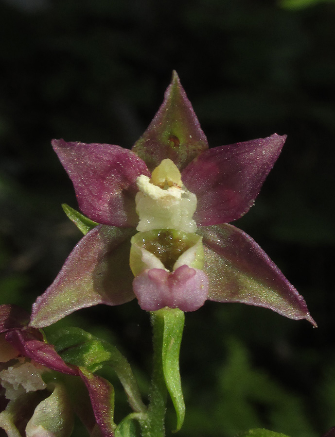 Image of Epipactis distans specimen.