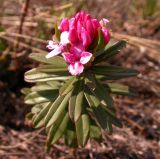 Daphne cneorum. Побег с соцветием. Курская обл., Горшеченский р-н. 30.04.2004.