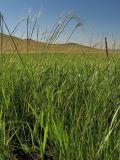 Stipa krylovii