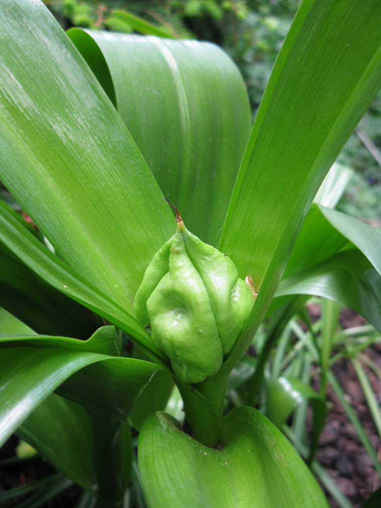 Image of Colchicum speciosum specimen.