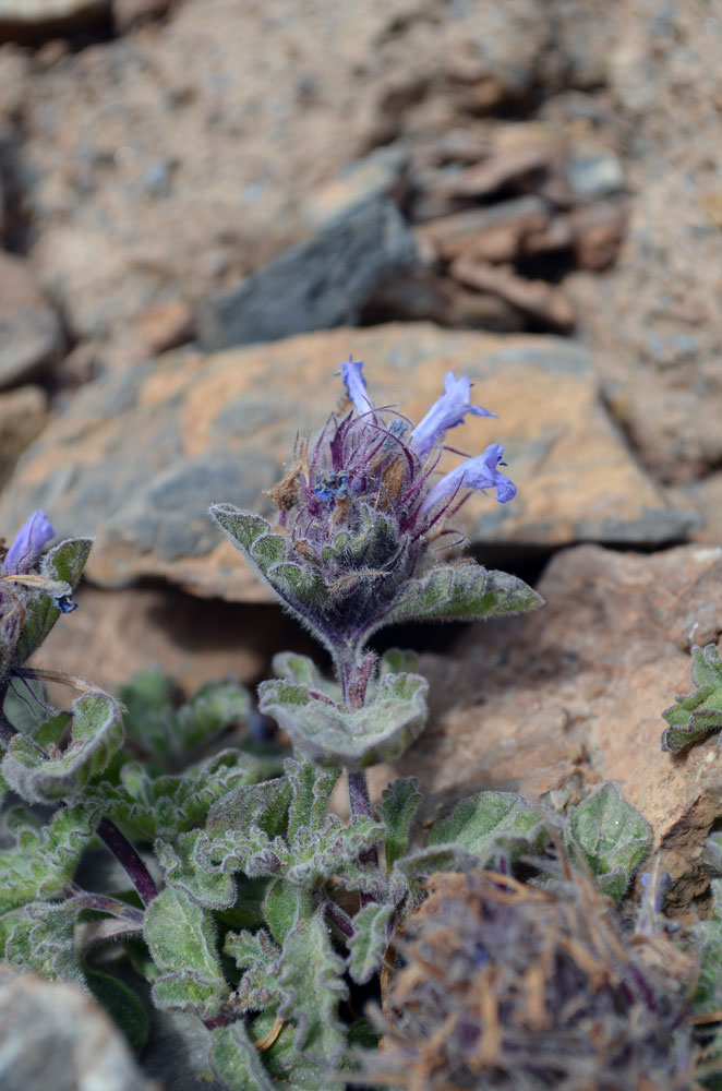 Image of Nepeta longibracteata specimen.