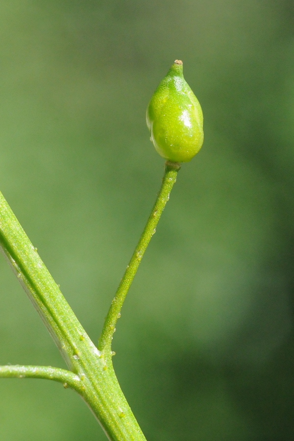 Image of Bunias orientalis specimen.