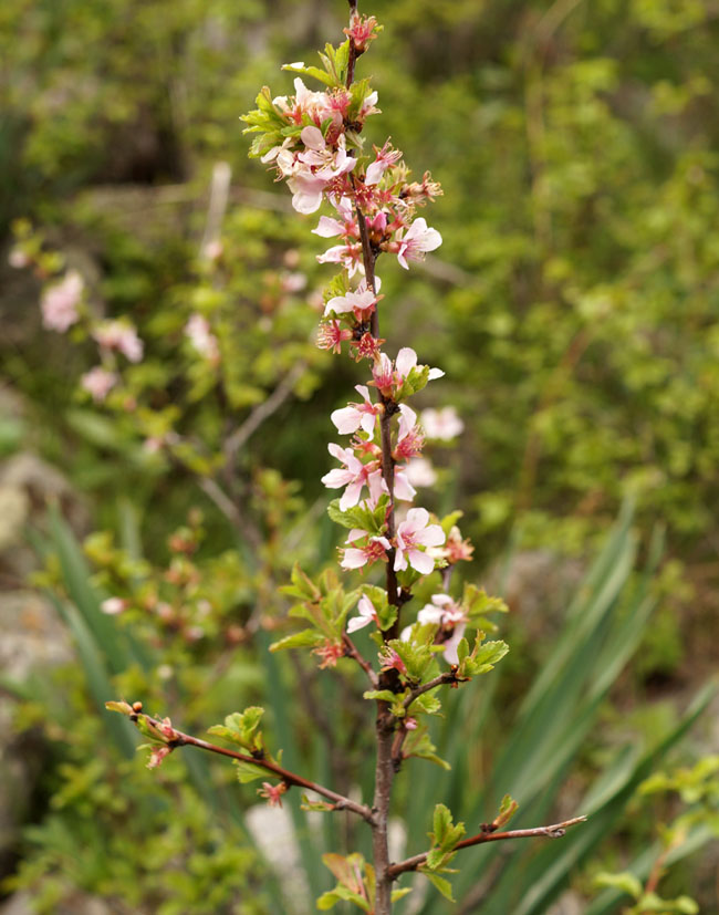 Image of genus Amygdalus specimen.