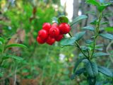 Vaccinium vitis-idaea