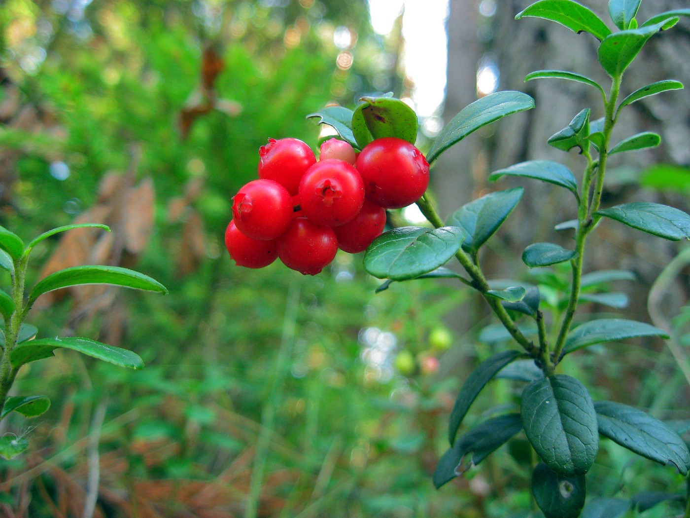 Image of Vaccinium vitis-idaea specimen.