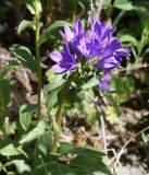 Campanula glomerata. Верхушка цветущего растения. Кыргызстан, Нарынская обл., левый берег р. Нарын, долина руч. Бурган-Суу. 11.06.2015.