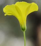 Oxalis pes-caprae