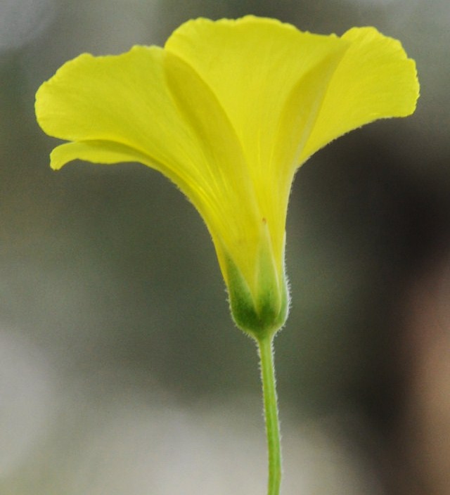 Image of Oxalis pes-caprae specimen.