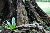 Cyrtophyllum fragrans