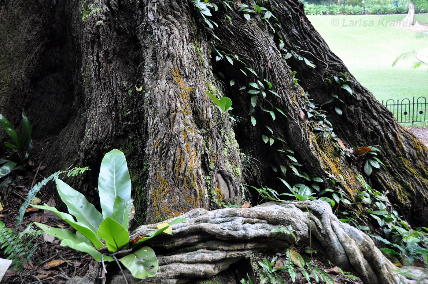 Image of Cyrtophyllum fragrans specimen.