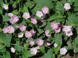 Convolvulus arvensis. Часть цветущего растения. Иркутская обл., окр. г. Иркутска, обочина грунтовой дороги. 09.07.2015.