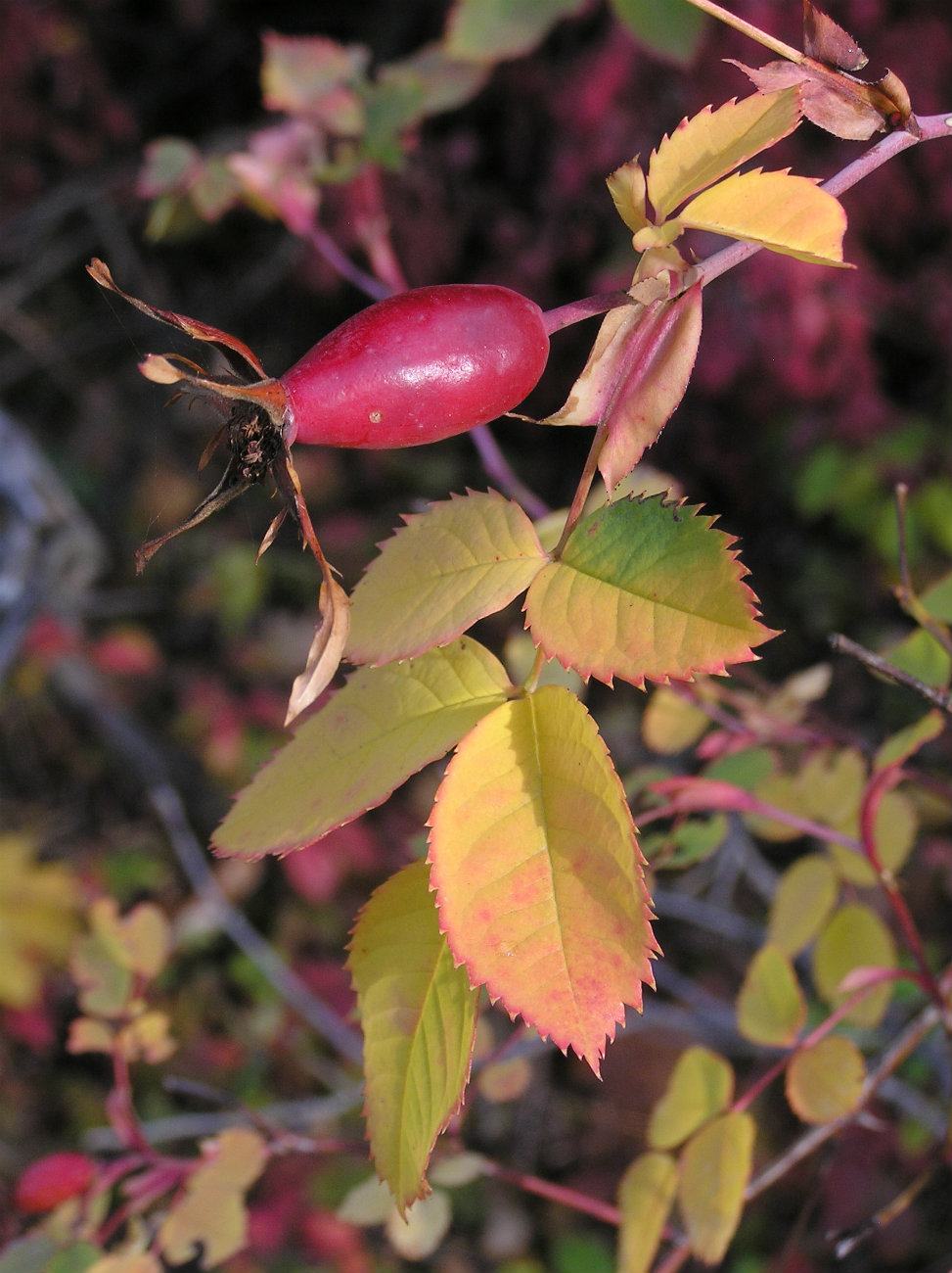 Image of Rosa subcanina specimen.