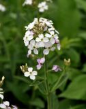 Hesperis voronovii. Соцветие. Карачаево-Черкесия, окр. пос. Архыз, хребет Абишира-Ахуба, субальпийский луг у верхней границы леса (выс. около 1800 м н.у.м.). 15.06.2015.