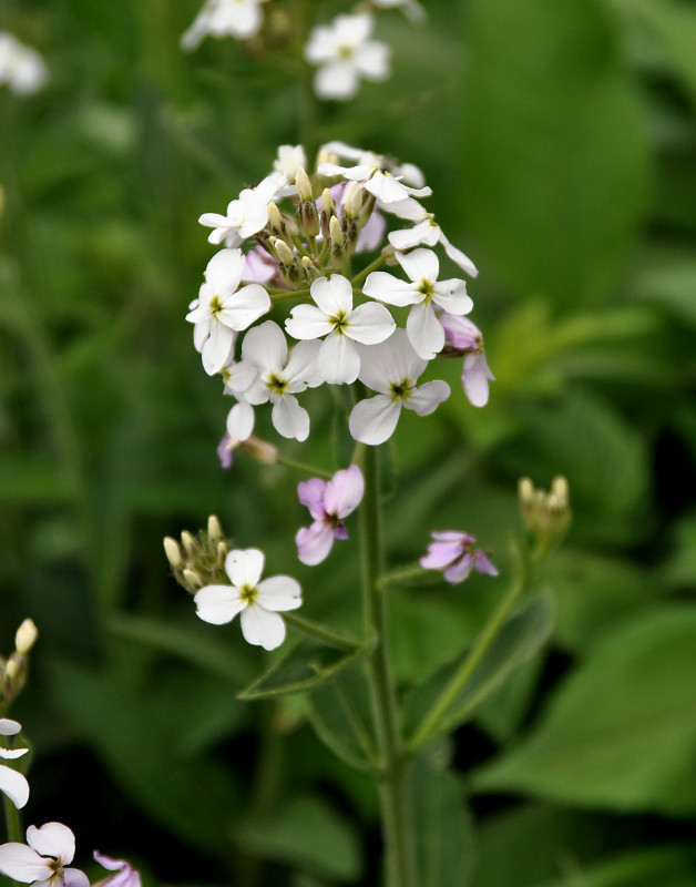 Image of Hesperis voronovii specimen.