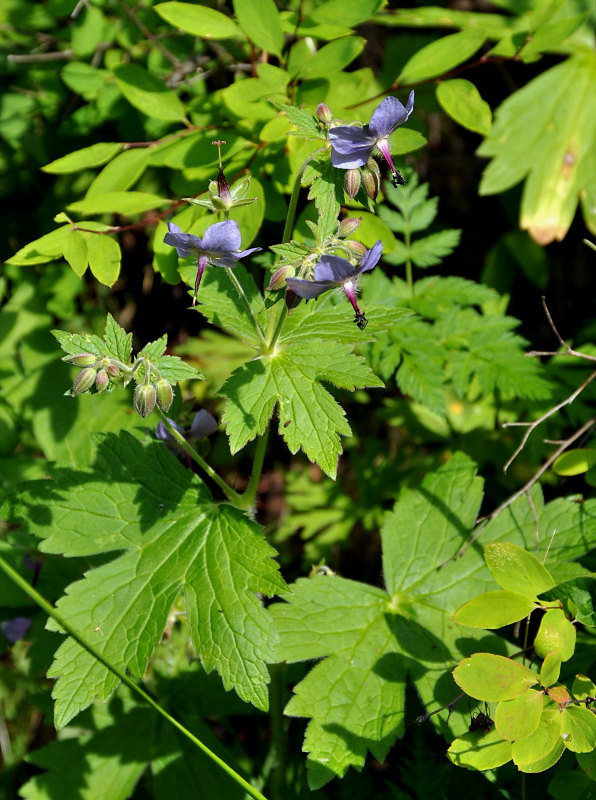 Изображение особи Geranium platyanthum.