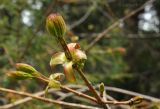 Acer saccharum