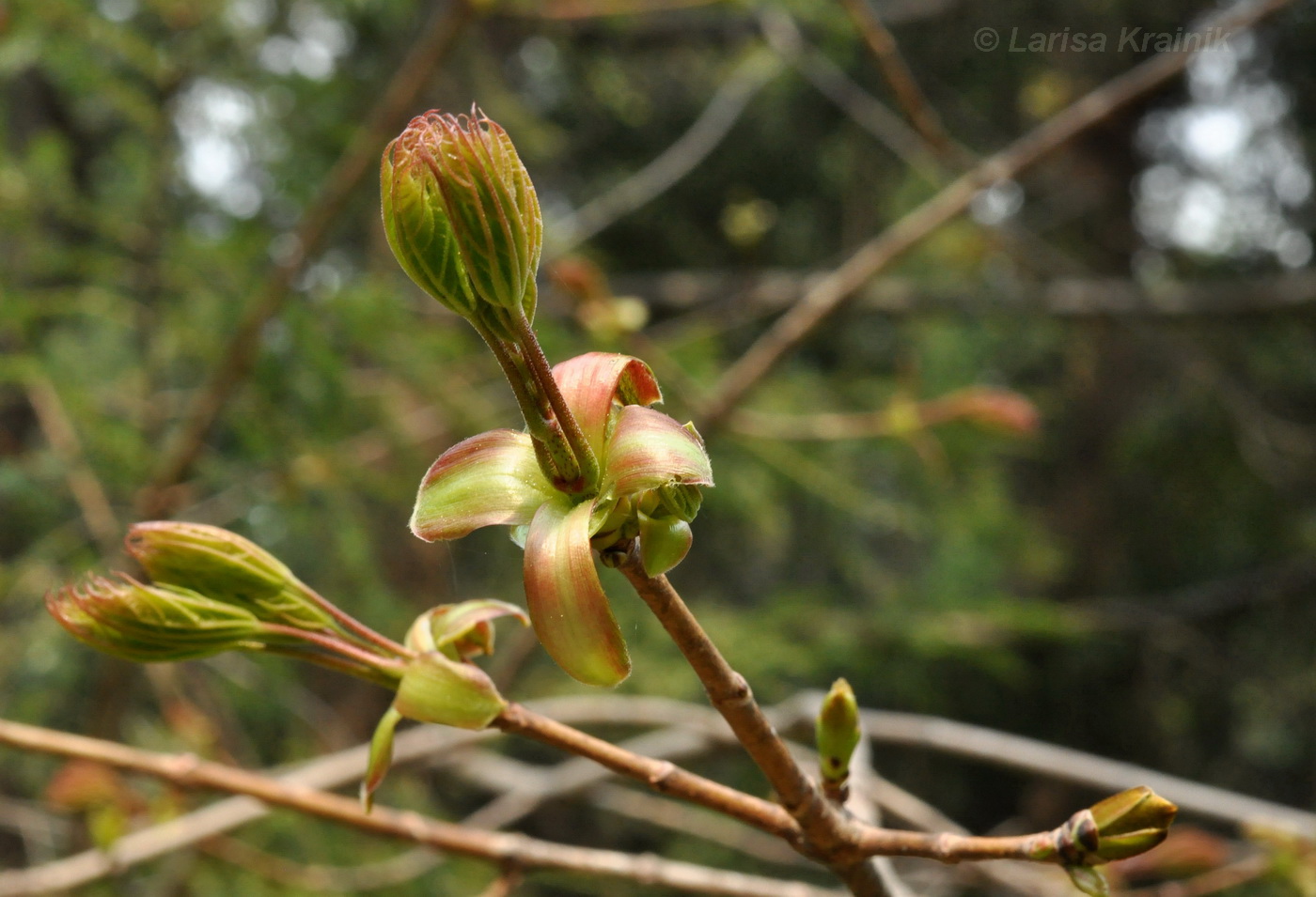 Image of Acer saccharum specimen.