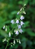 Adenophora pereskiifolia. Соцветие. Приморье, Владивосток, мкр-н Седанка, окр. Пионерского вдхр., широколиственный лес. 06.08.2015.