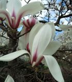 Magnolia cylindrica. Побеги с цветками. Латвия, Рига, Ботанический сад Латвийского университета, экспозиция магнолий (участок 1). 05.05.2015.