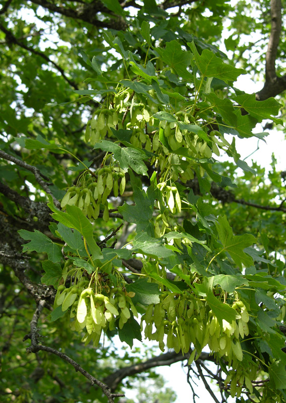 Image of Acer stevenii specimen.