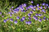 Geranium pratense. Верхушки цветущих растений с завязавшимися плодами. Ленинградская обл., Ломоносовский р-н, дер. Лопухинка, каньон в истоке р. Лопухинка, прибрежная луговинка. 18.07.2015.