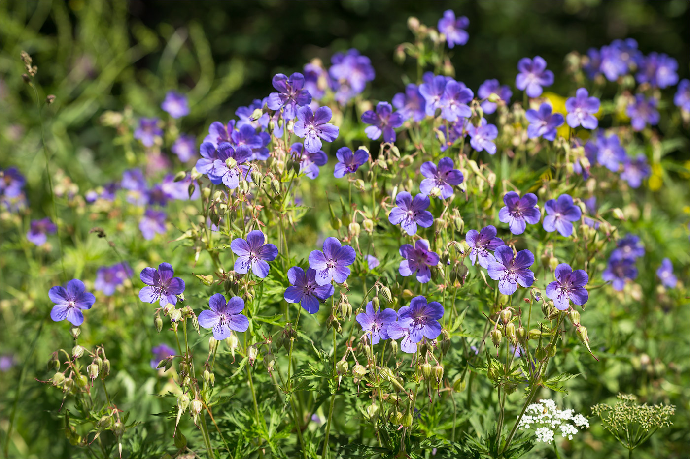 Image of Geranium pratense specimen.