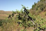 Juniperus pseudosabina. Верхушка ветви со зрелыми шишкоягодами. Южный Казахстан, хр. Таласский Алатау, ущ. Коксай. 20.08.2015.