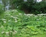 Heracleum sosnowskyi