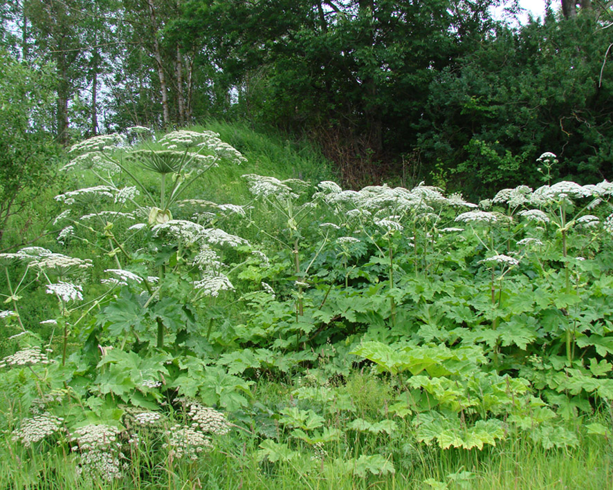 Image of Heracleum sosnowskyi specimen.