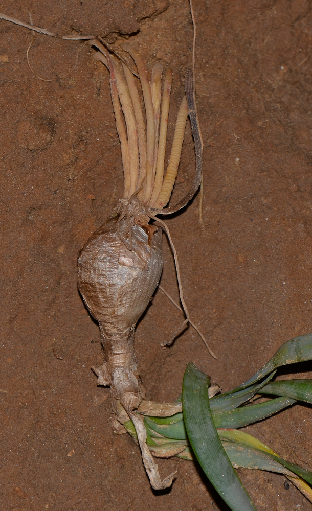 Изображение особи Pancratium maritimum.