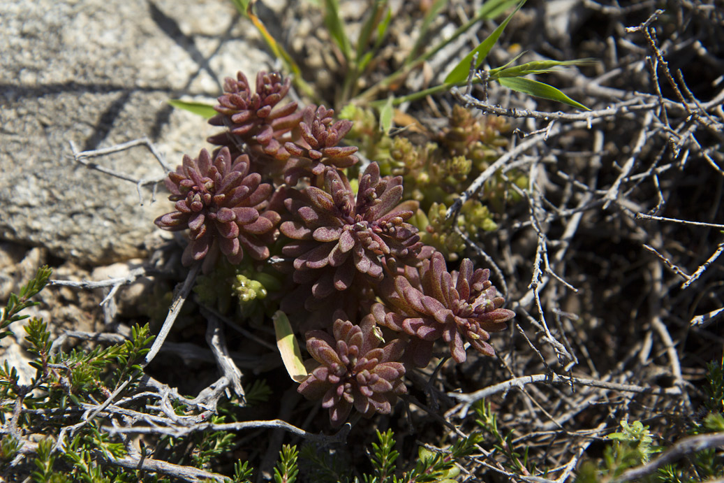 Image of Sedum rubens specimen.