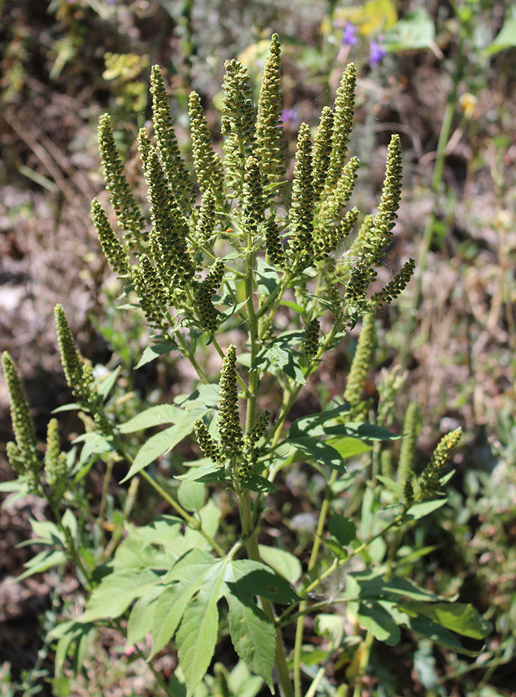 Image of Ambrosia trifida specimen.