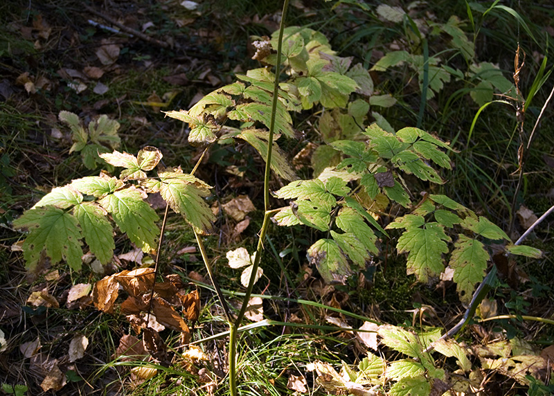 Image of Cimicifuga foetida specimen.