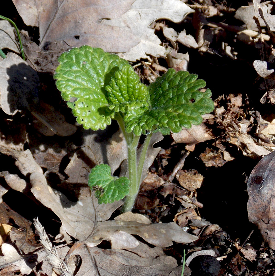 Image of Scutellaria altissima specimen.