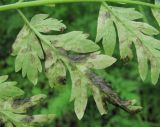 Anthriscus sylvestris. Часть поражённого листа (вид снизу). Краснодарский край, Абинский р-н, окр. пос. Ахтырский, лес близ р. Ахтырь. 14.04.2016.