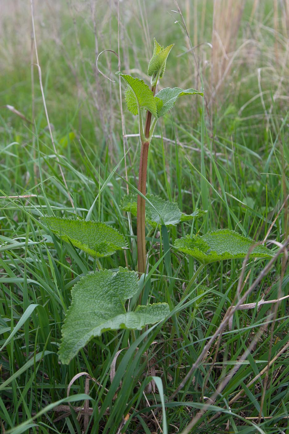 Image of Phlomoides tuberosa specimen.