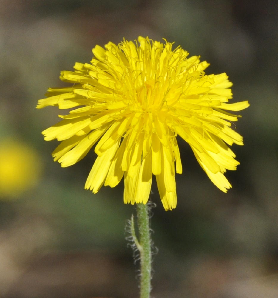 Изображение особи род Crepis.