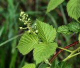 Rubus allegheniensis